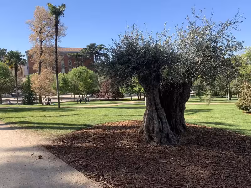 olivo centenario histórico